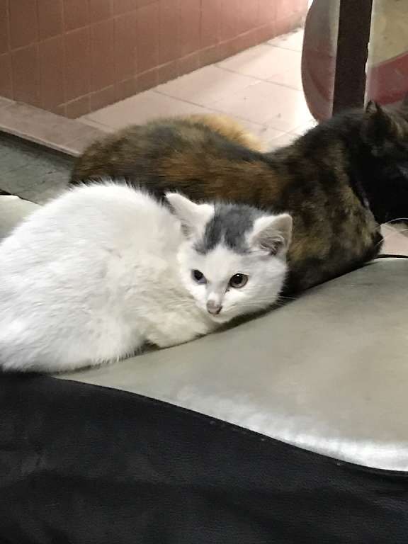 猫图片|宠物猫|猫咪|