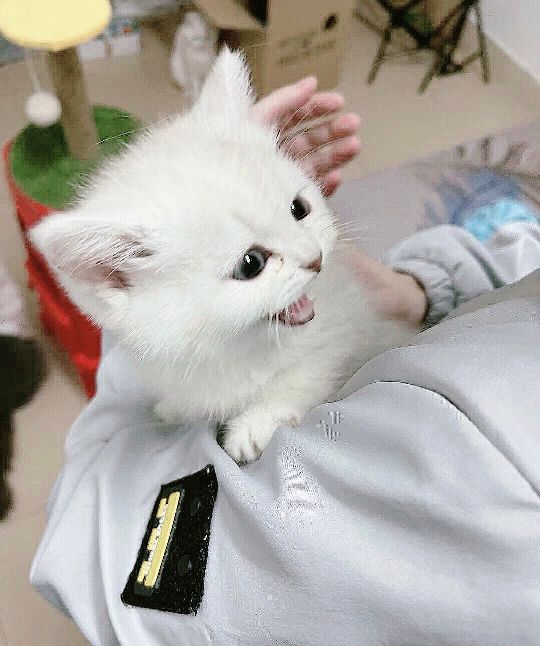 猫图片|宠物猫|猫咪|