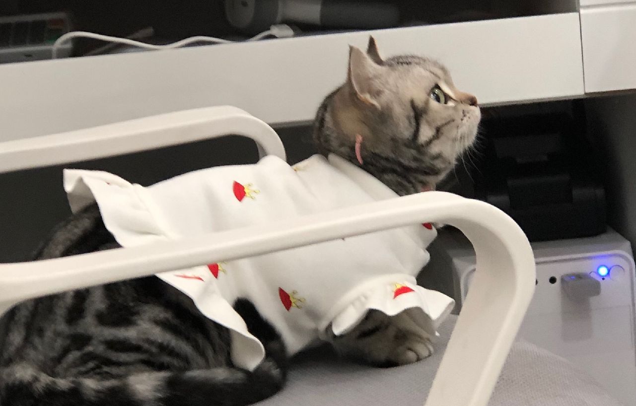 猫图片|宠物猫|猫咪|