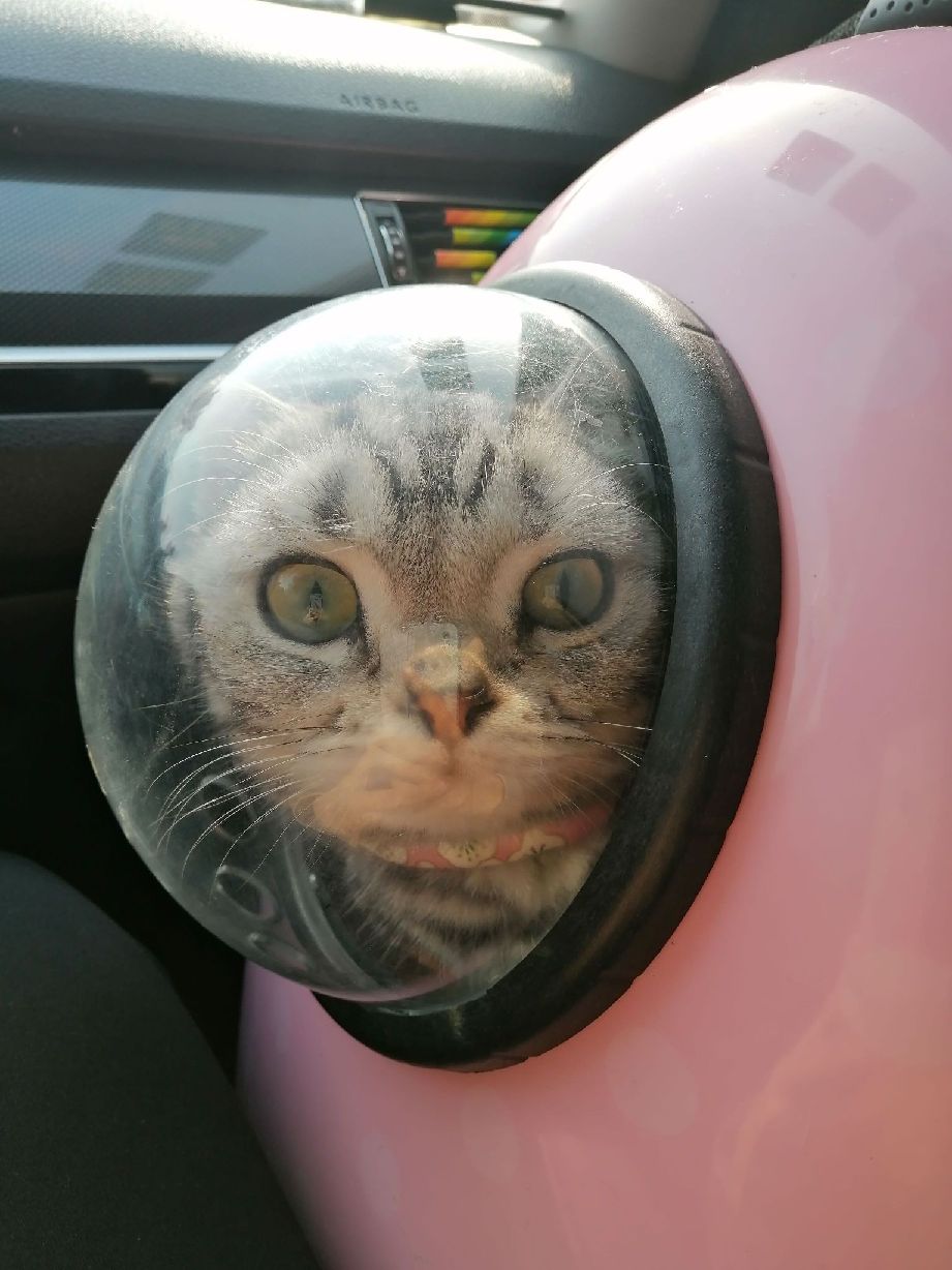 猫图片|宠物猫|猫咪|