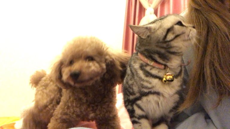 猫图片|宠物猫|猫咪|