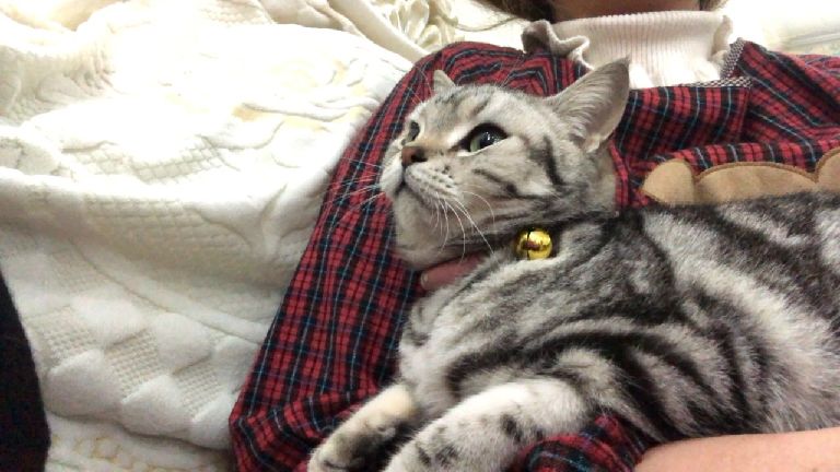 猫图片|宠物猫|猫咪|