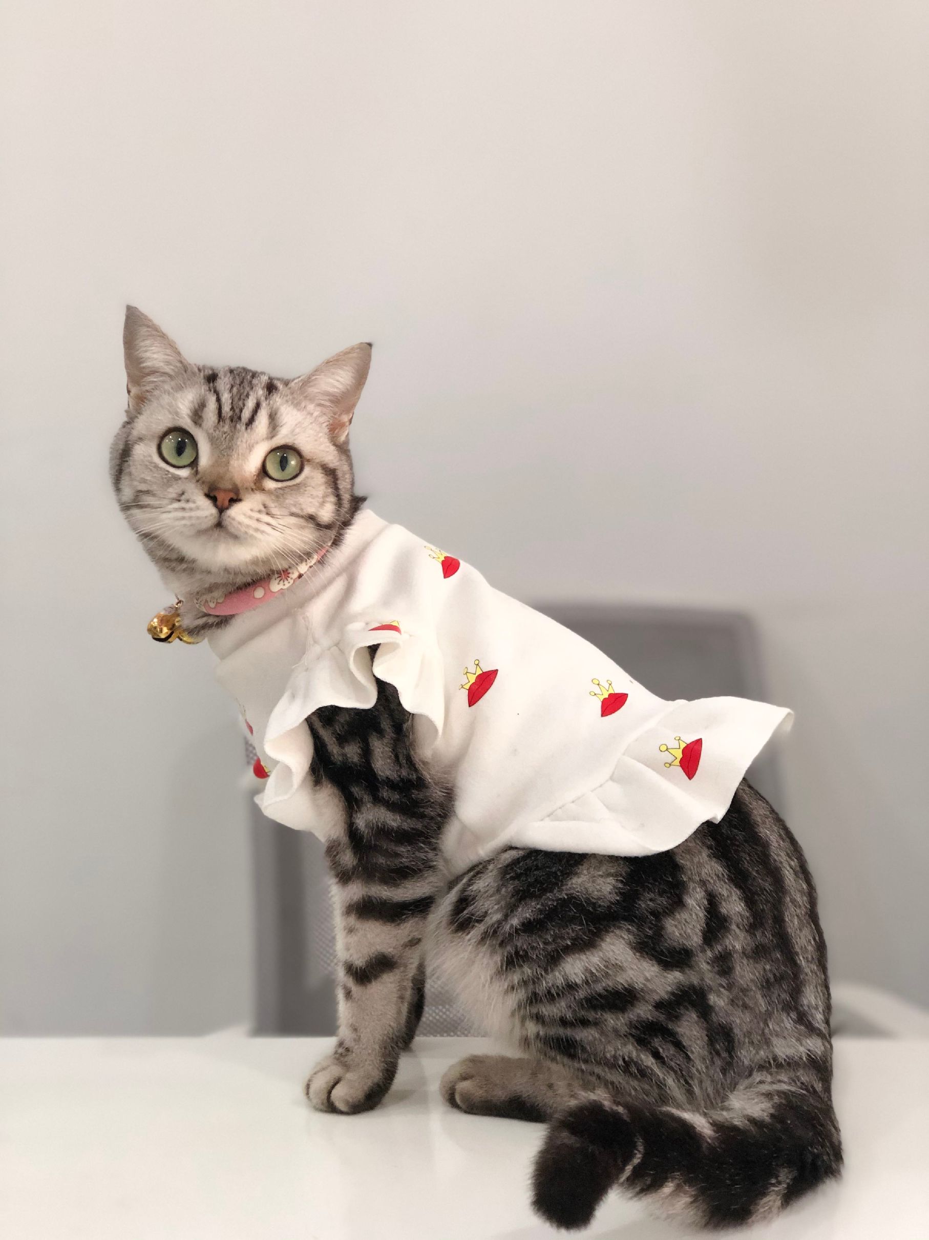 猫图片|宠物猫|猫咪|