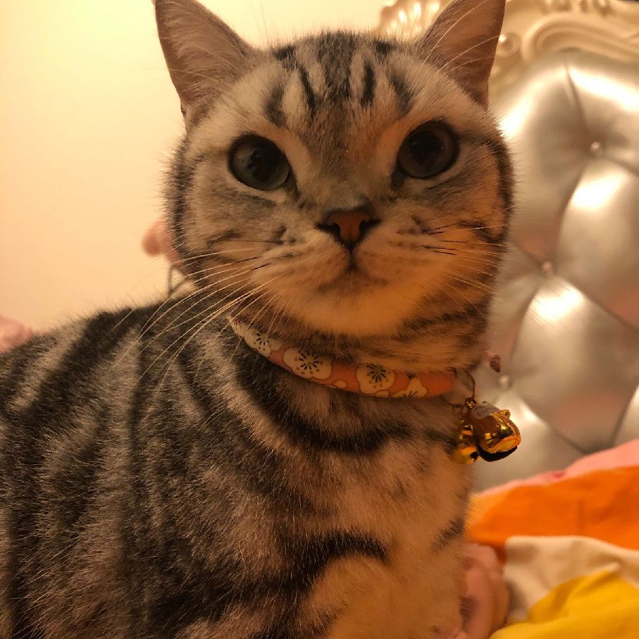 猫图片|宠物猫|猫咪|