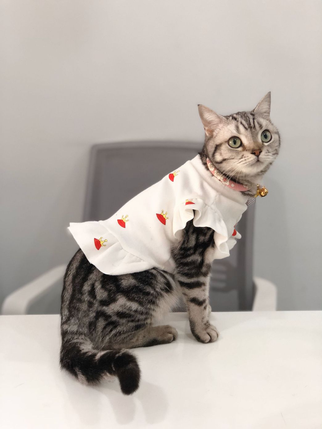 猫图片|宠物猫|猫咪|