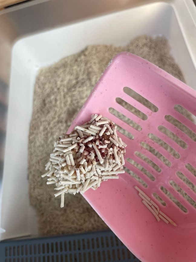 猫图片|宠物猫|猫咪|