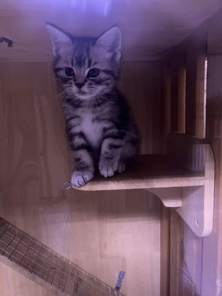 猫图片|宠物猫|猫咪|