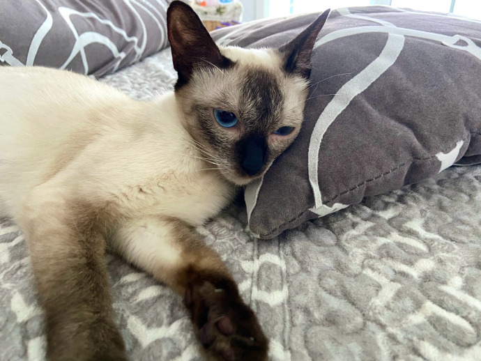 猫图片|宠物猫|猫咪|