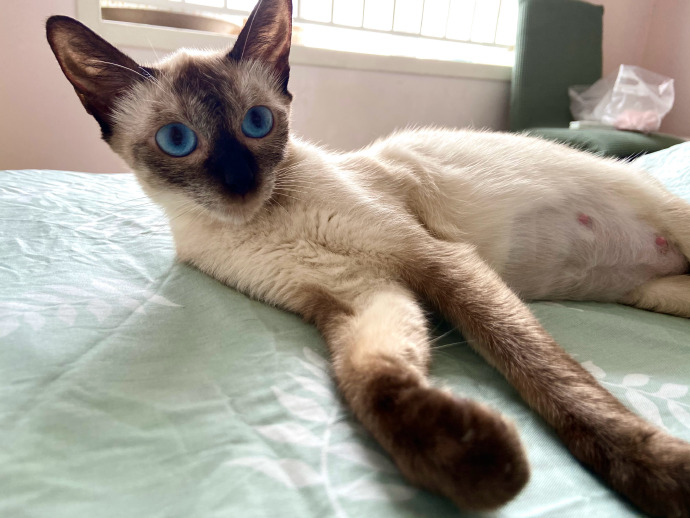 猫图片|宠物猫|猫咪|