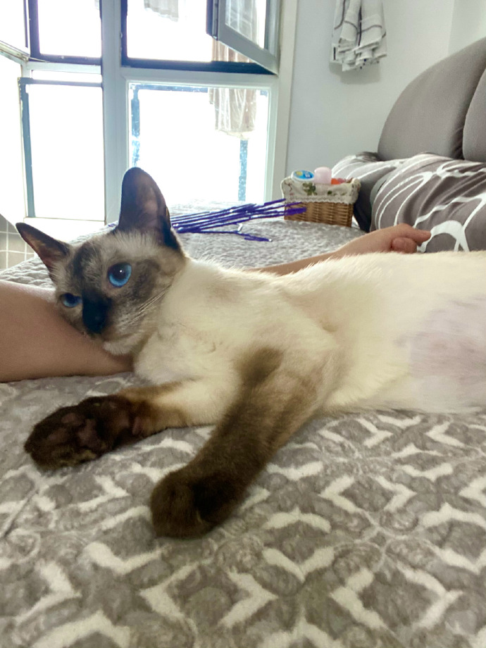 猫图片|宠物猫|猫咪|