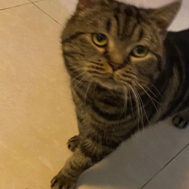 猫图片|宠物猫|猫咪|