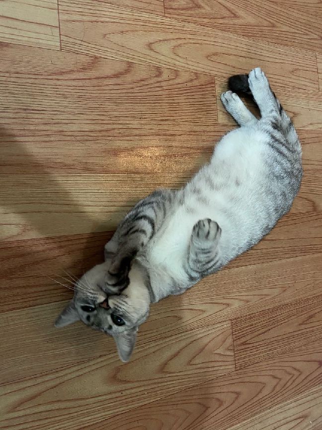 猫图片|宠物猫|猫咪|