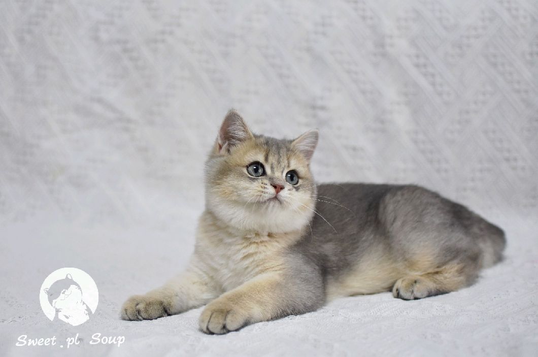 猫图片|宠物猫|猫咪|