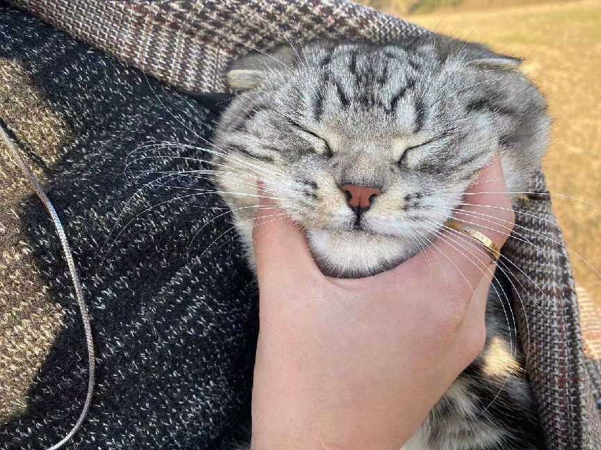 猫图片|宠物猫|猫咪|