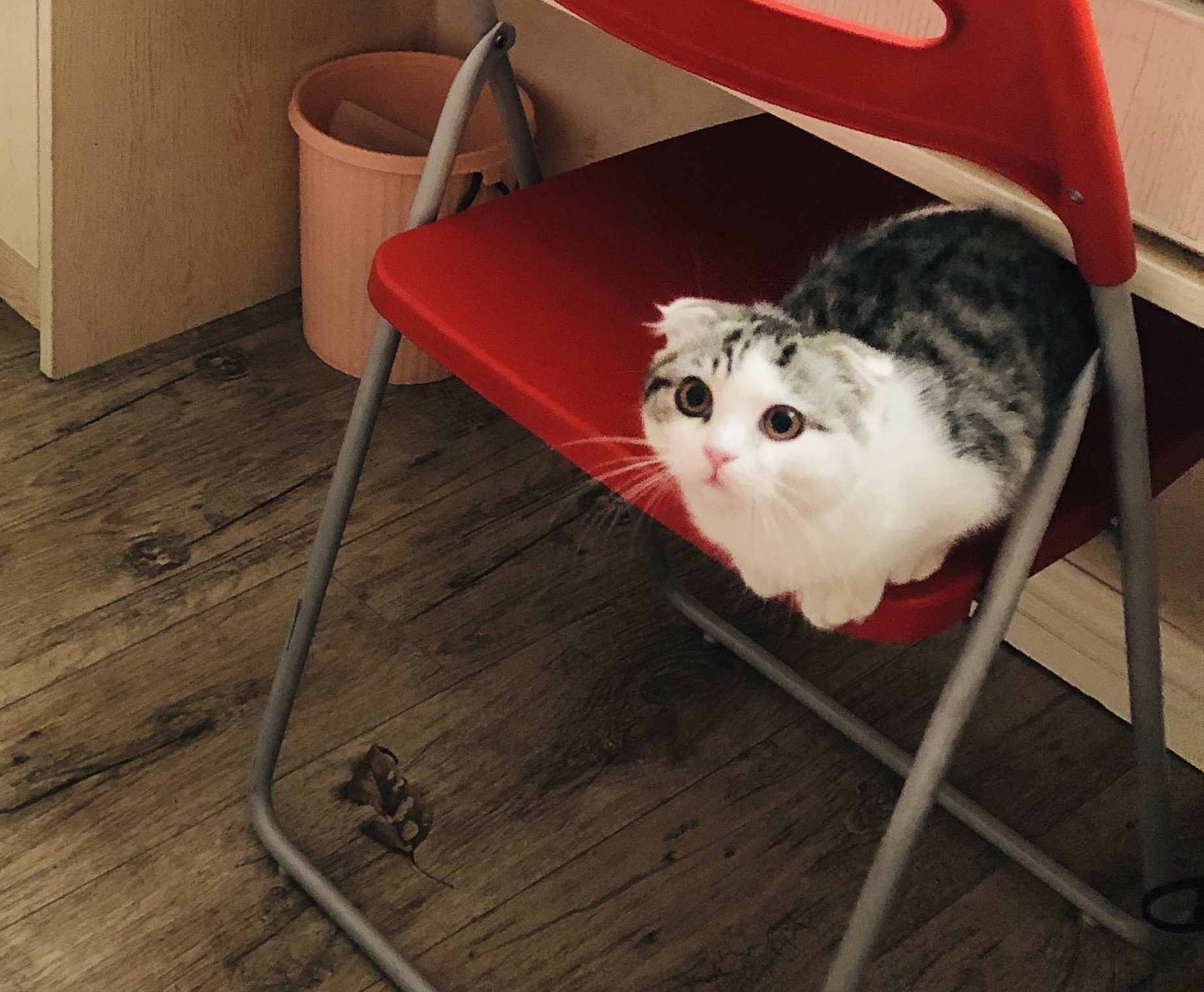 猫图片|宠物猫|猫咪|