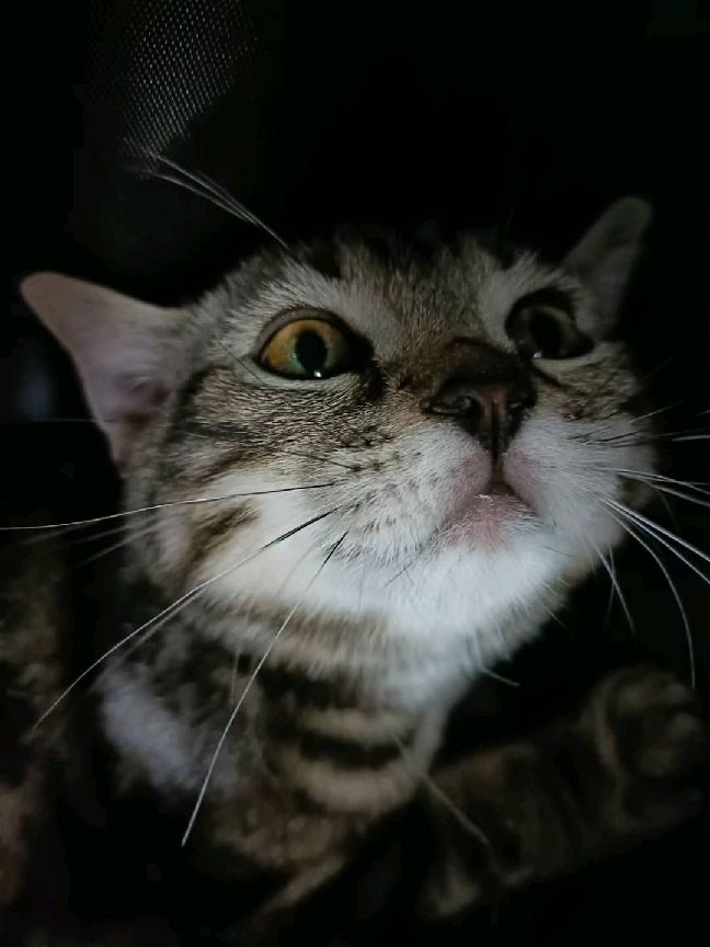 猫图片|宠物猫|猫咪|