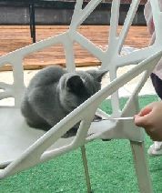 猫图片|宠物猫|猫咪|