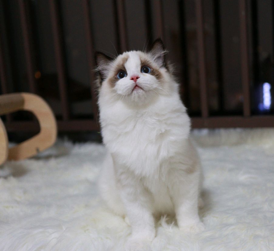 猫图片|宠物猫|猫咪|