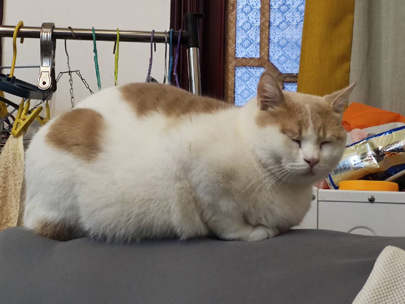 猫图片|宠物猫|猫咪|