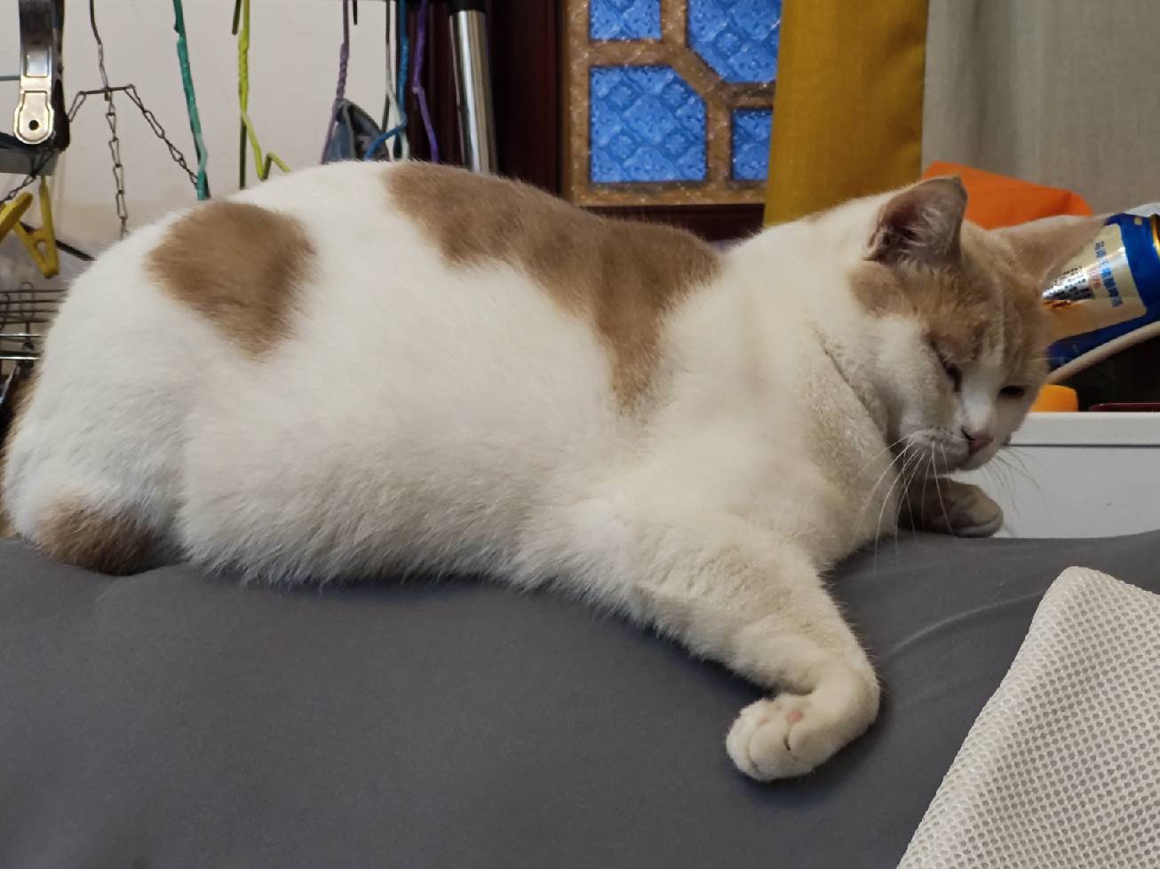 猫图片|宠物猫|猫咪|