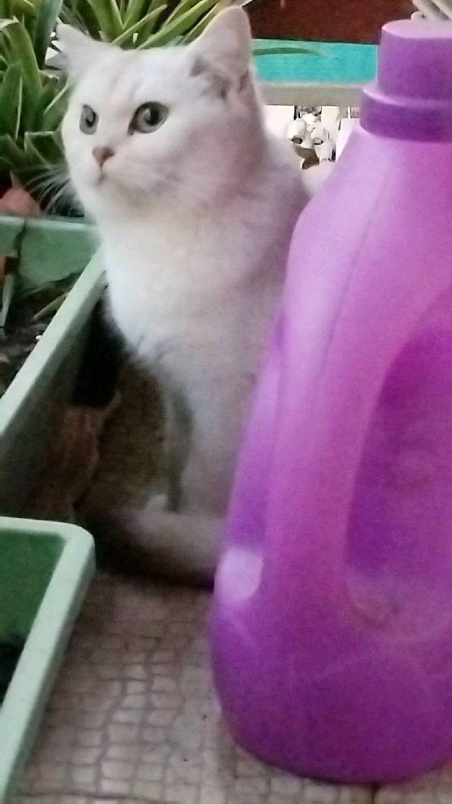 猫图片|宠物猫|猫咪|