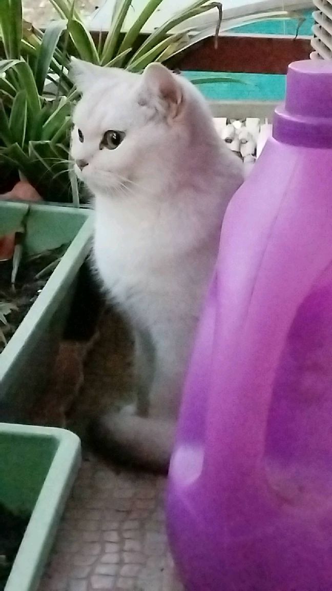 猫图片|宠物猫|猫咪|