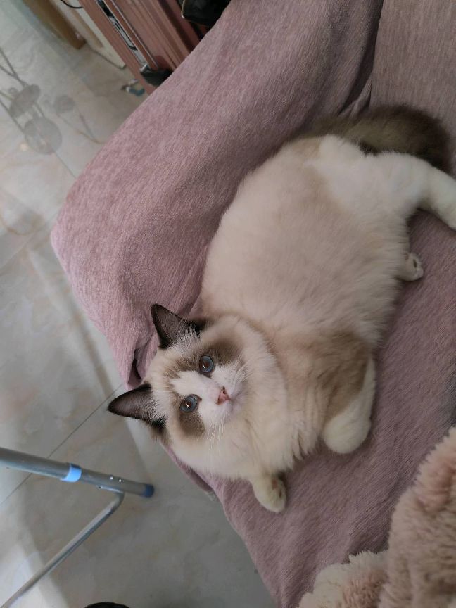 猫图片|宠物猫|猫咪|