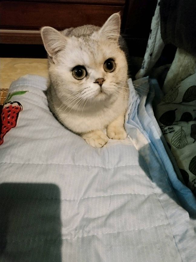 猫图片|宠物猫|猫咪|