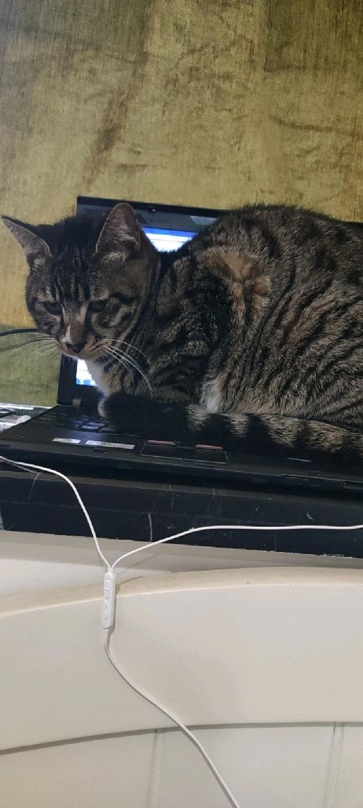 猫图片|宠物猫|猫咪|