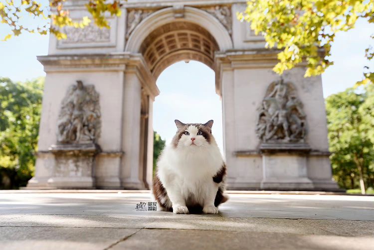 猫图片|宠物猫|猫咪|