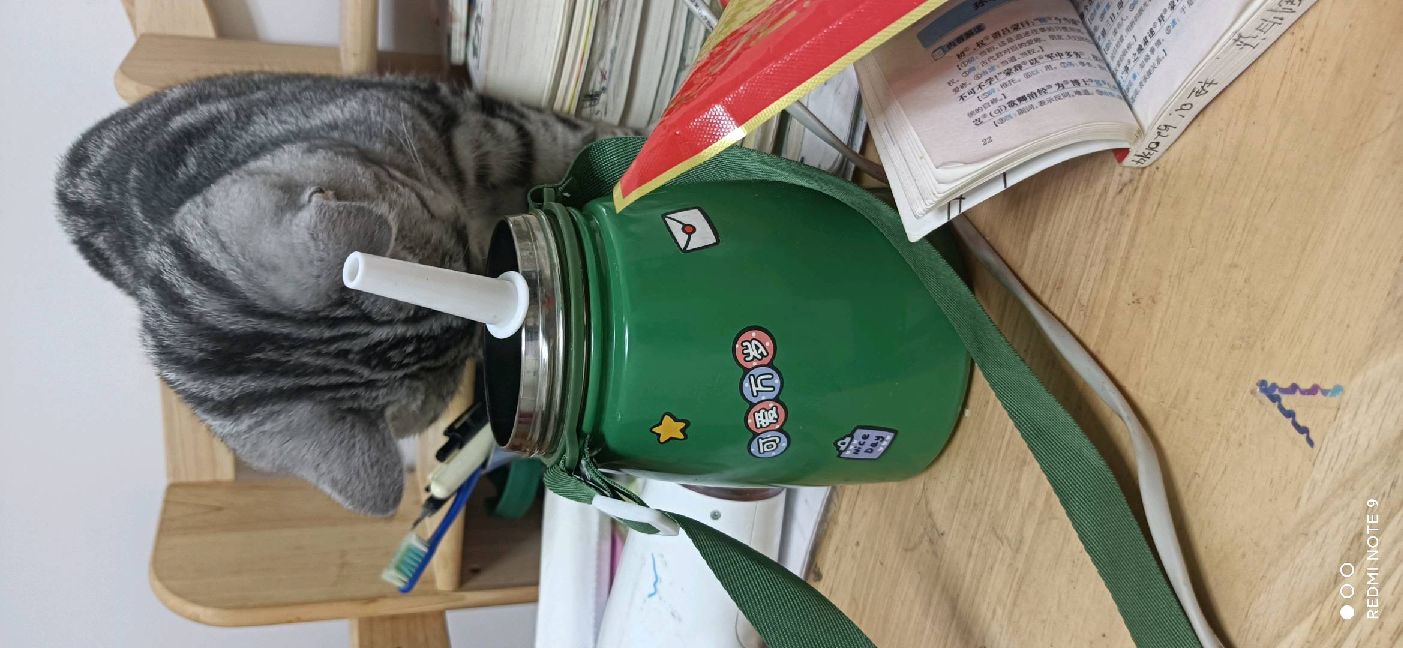 猫图片|宠物猫|猫咪|