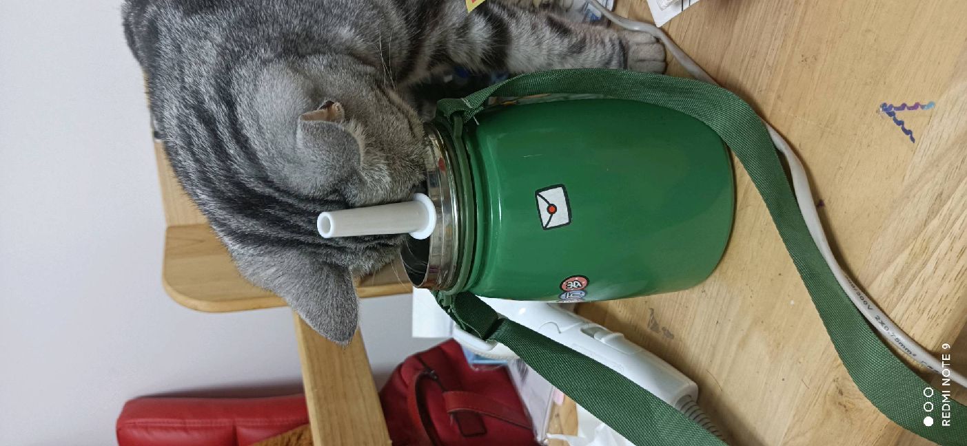 猫图片|宠物猫|猫咪|