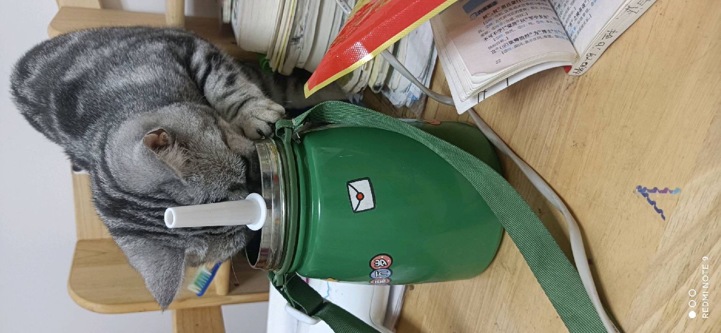 猫图片|宠物猫|猫咪|