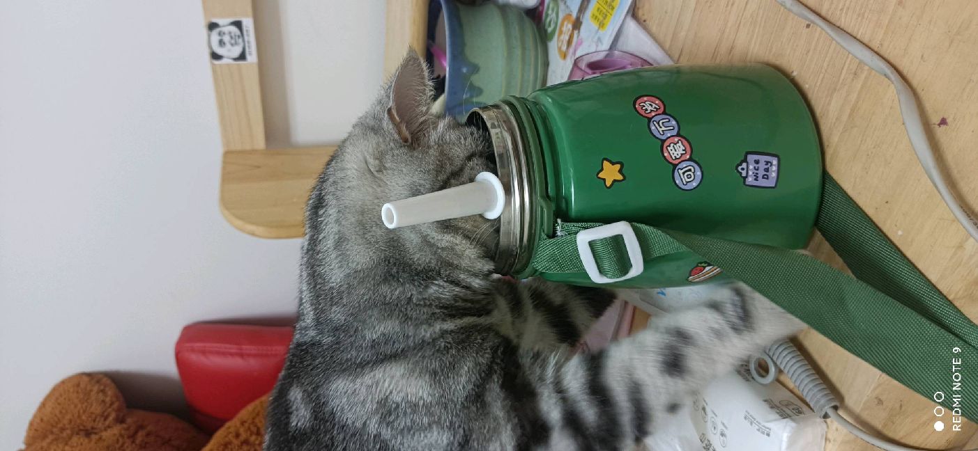 猫图片|宠物猫|猫咪|