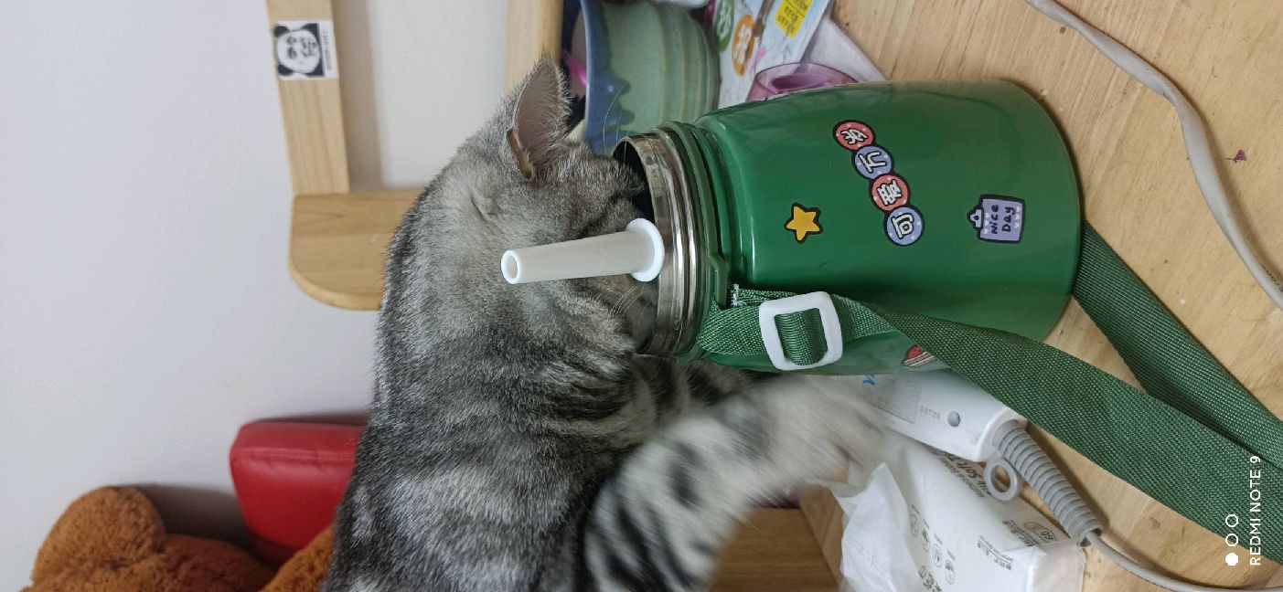 猫图片|宠物猫|猫咪|