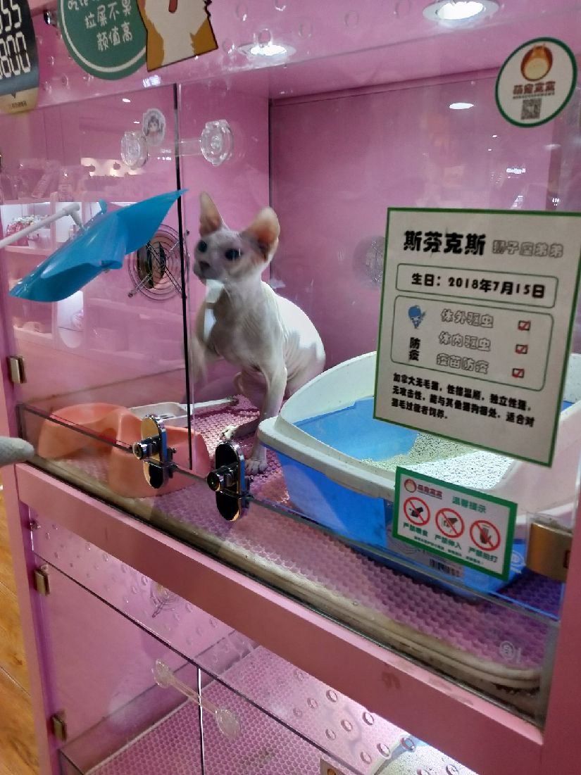 猫图片|宠物猫|猫咪|