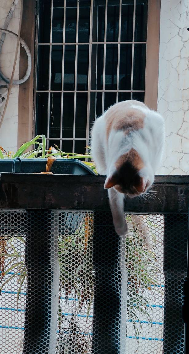 猫图片|宠物猫|猫咪|