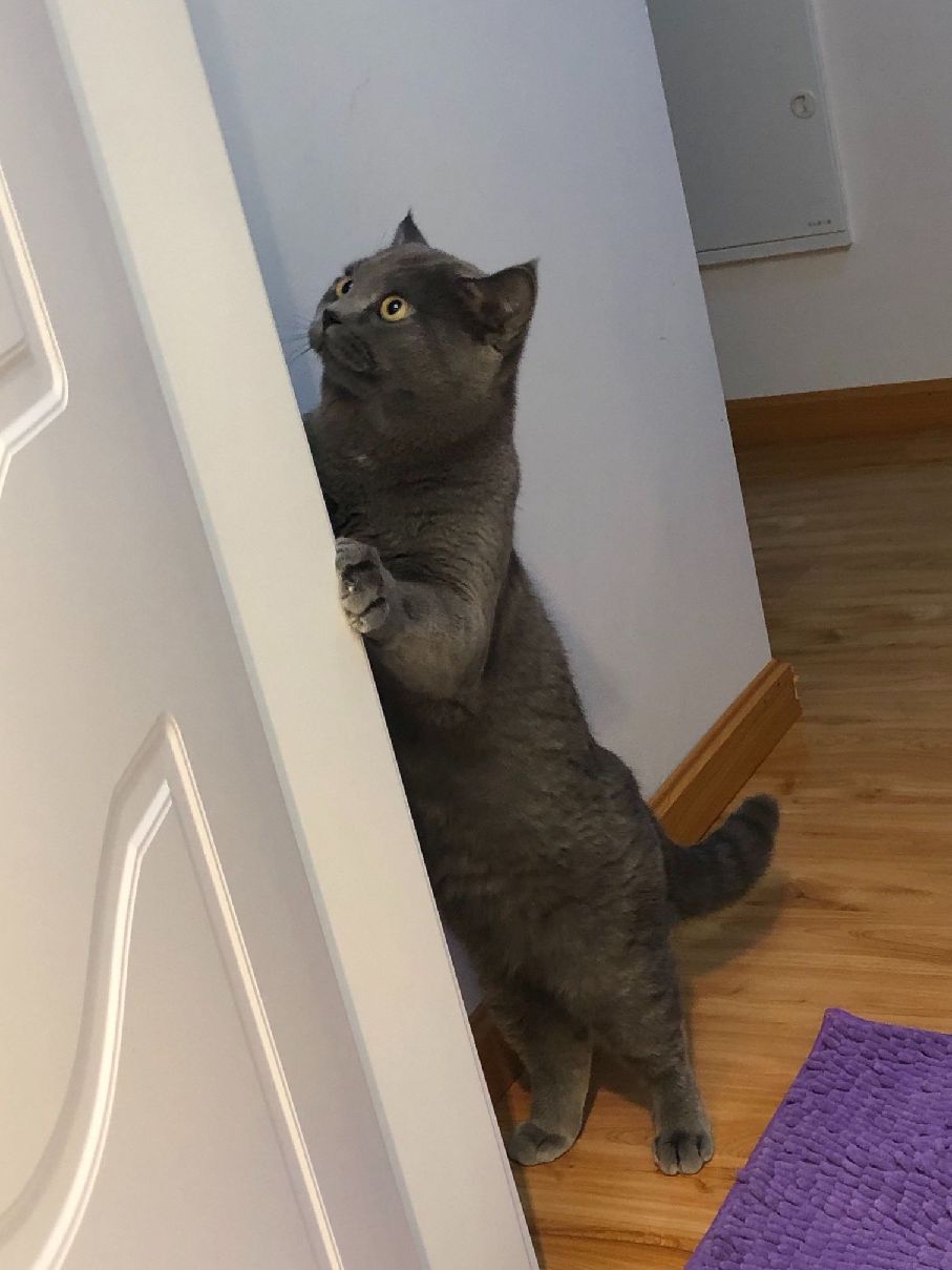 猫图片|宠物猫|猫咪|