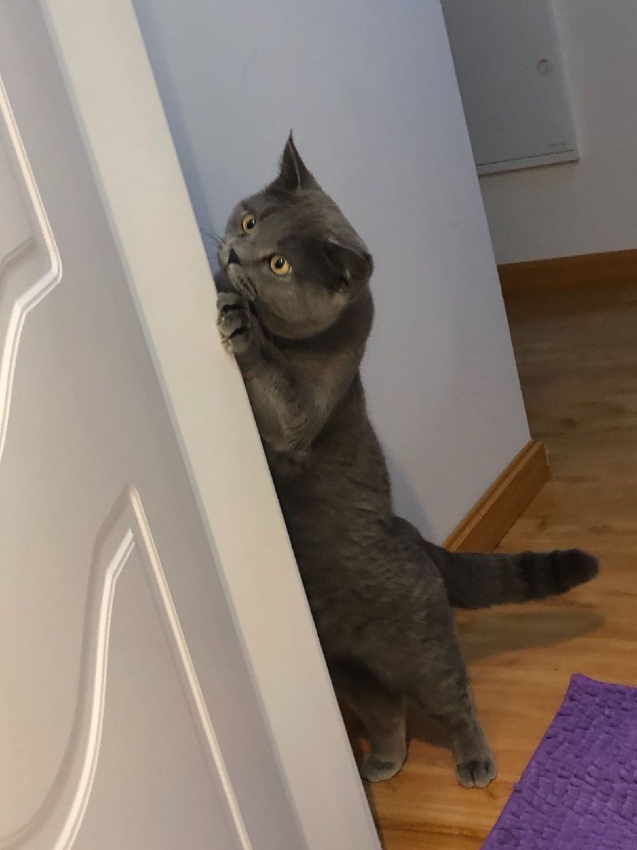 猫图片|宠物猫|猫咪|