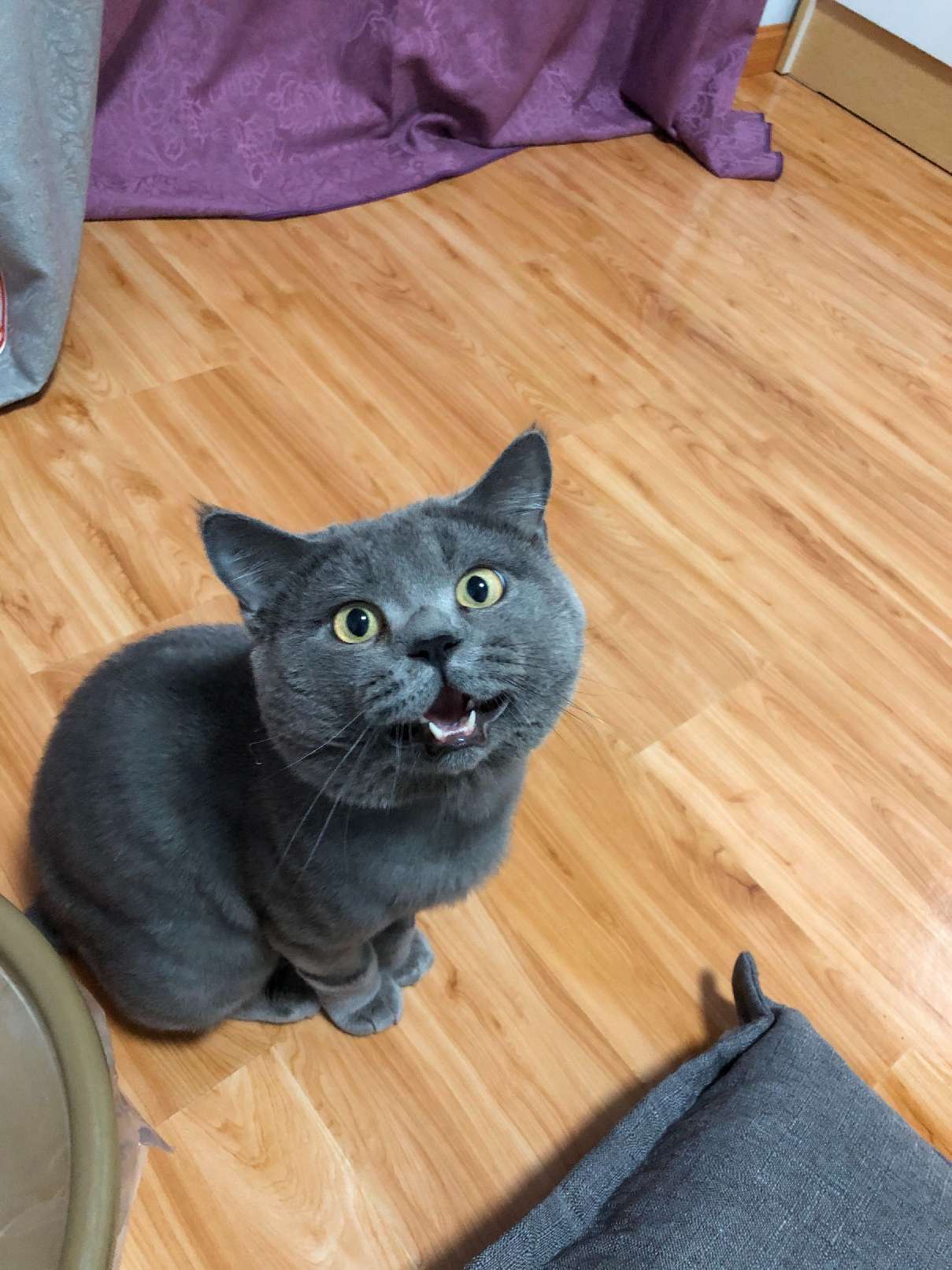 猫图片|宠物猫|猫咪|