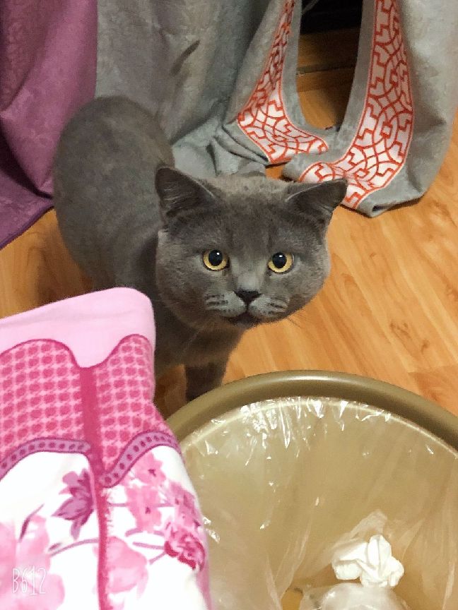 猫图片|宠物猫|猫咪|