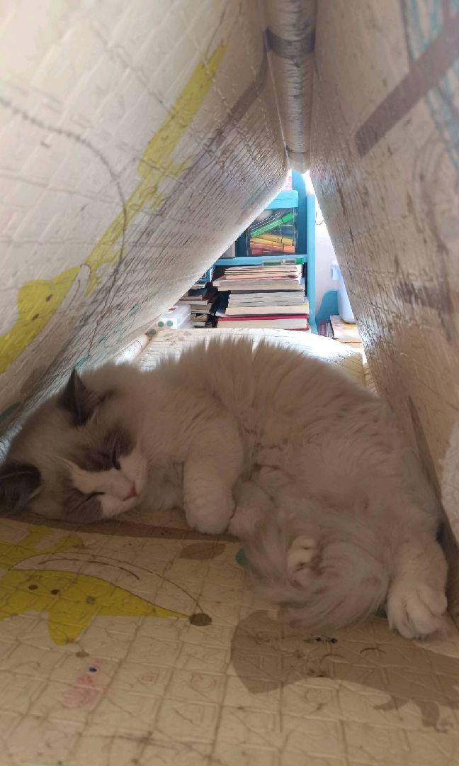 猫图片|宠物猫|猫咪|