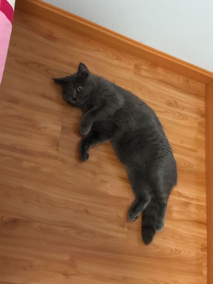 猫图片|宠物猫|猫咪|