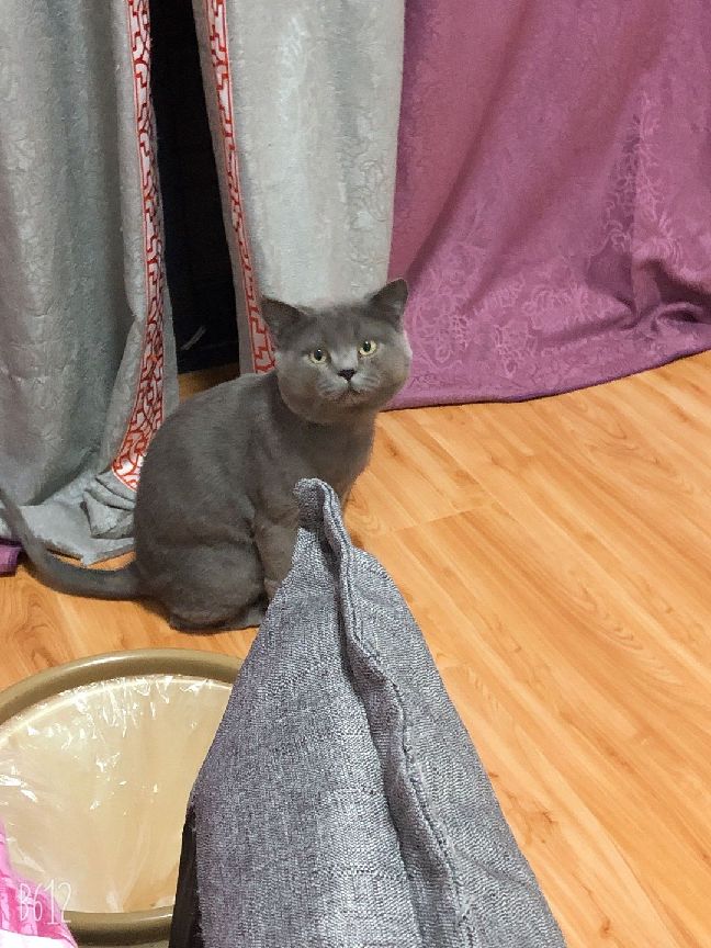 猫图片|宠物猫|猫咪|