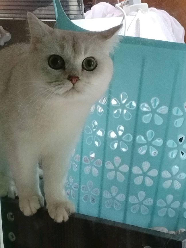 猫图片|宠物猫|猫咪|