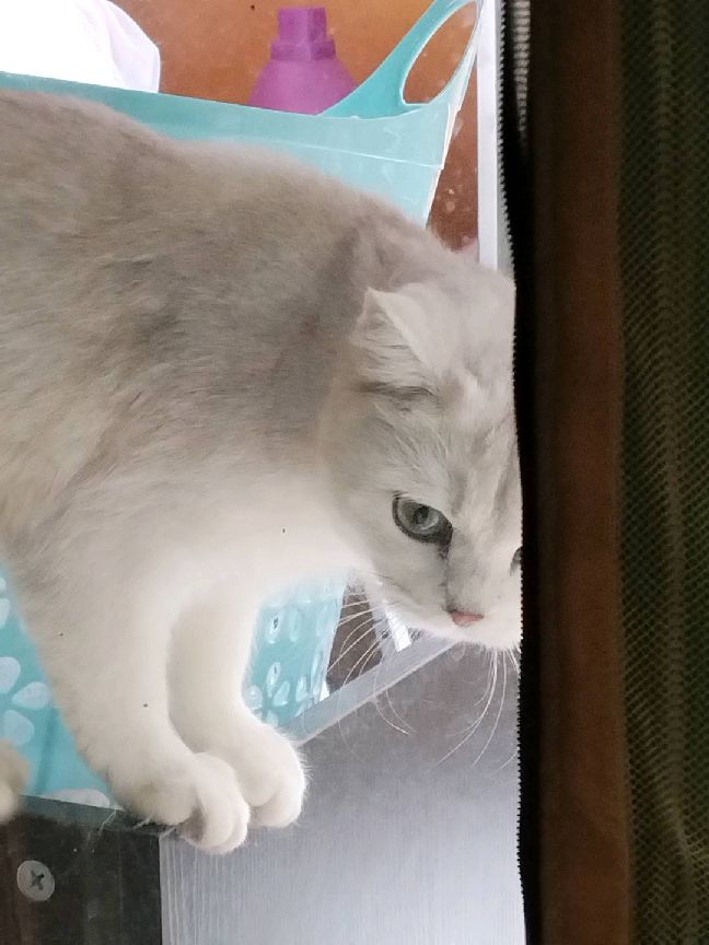 猫图片|宠物猫|猫咪|