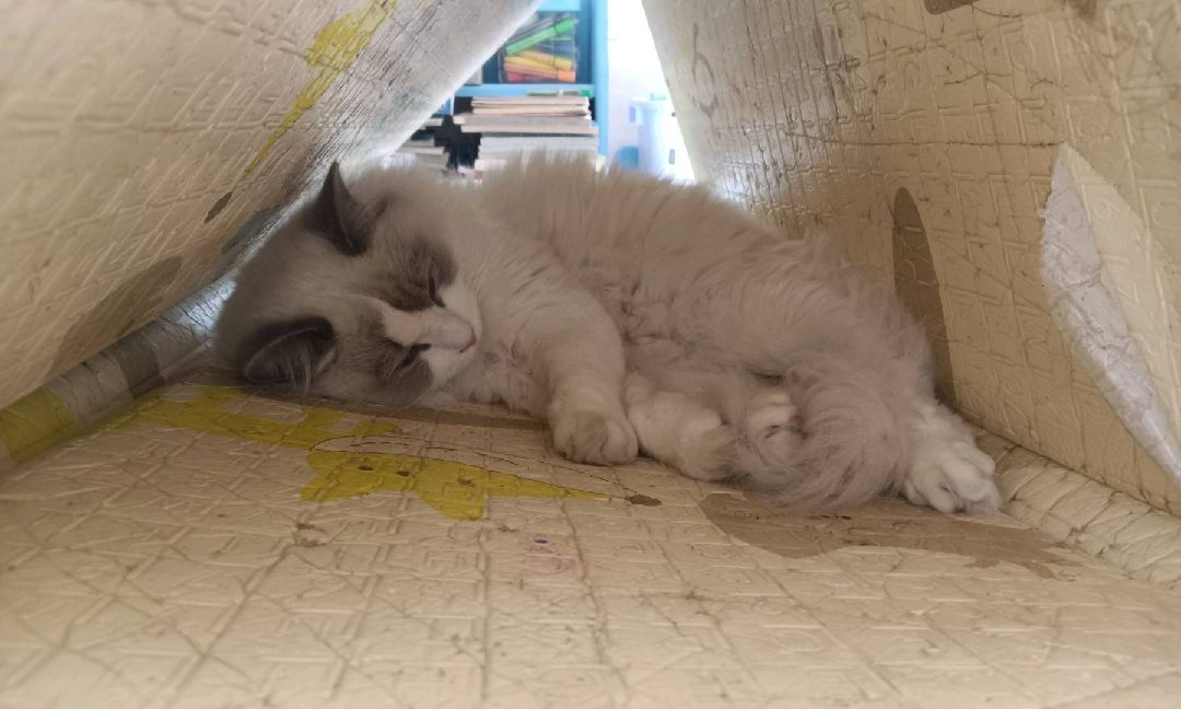 猫图片|宠物猫|猫咪|