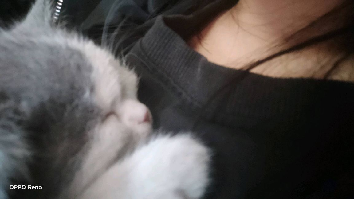 猫图片|宠物猫|猫咪|