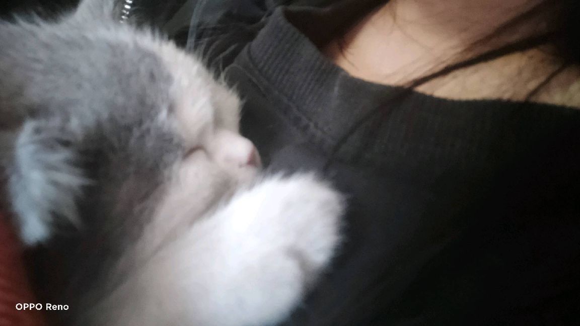 猫图片|宠物猫|猫咪|