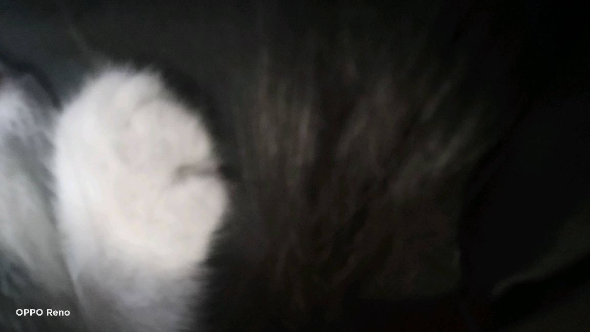 猫图片|宠物猫|猫咪|